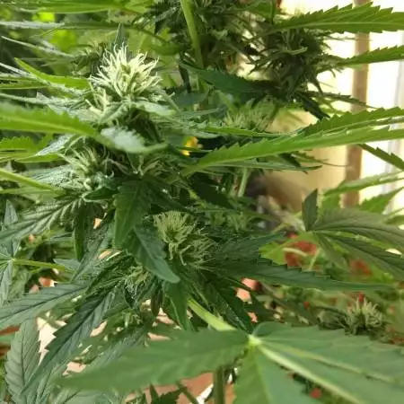 Auto Jack Herer outdoor