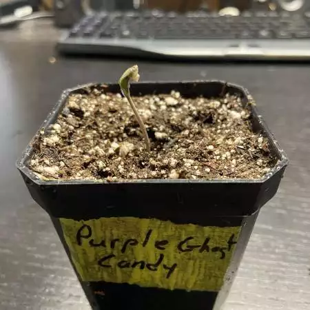 purple ghost candy #1