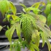 Simba Fast Durban Poison