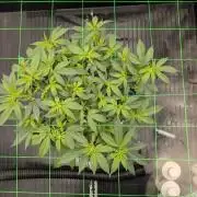 Simba Fast Durban Poison