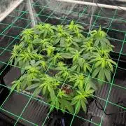 Simba Fast Durban Poison