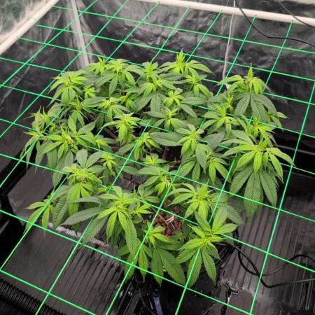 Simba Fast Durban Poison
