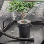 Simba Fast Durban Poison