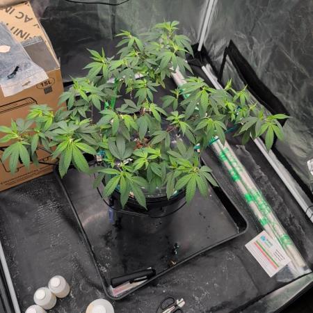 Simba Fast Durban Poison