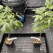 Simba Fast Durban Poison