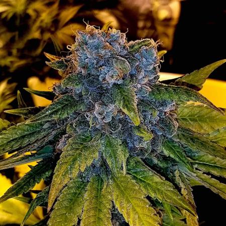 Cut og kush (triple x og aka xxx og)