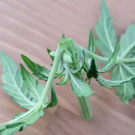 Glueberry Auto Grow