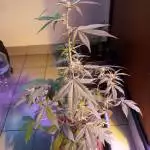 Led 1200 watts indoor Devil and Lsd 