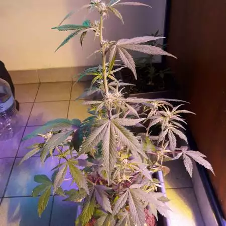 Led 1200 watts indoor Devil and Lsd 