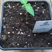 The church CBD+monster zkittlez