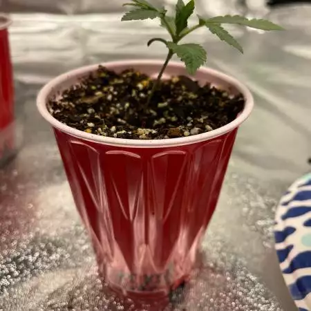 Amsterdam Genetics Fatkid's Cake