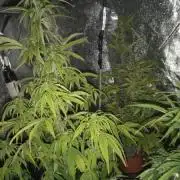 Dos si dos auto 