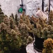 Strawberry gorilla
