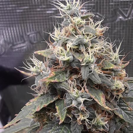 Girl Scout Cookies 2