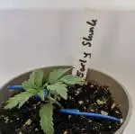 Early Skunk