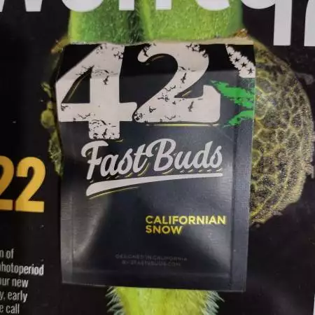 Fastbuds Californian Snow