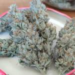 5 strains indoor grow 400w