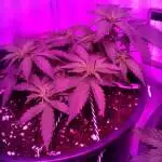 Mistery indica 