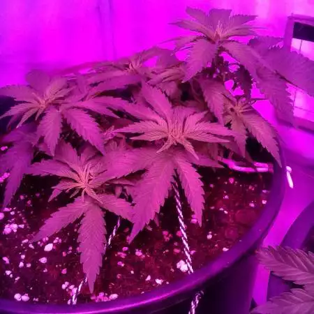 Mistery indica 