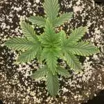 Photon Pharms' Kong Butter