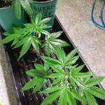 Green crack elite  clones !! 