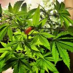 Black jack clones. (Finish October)