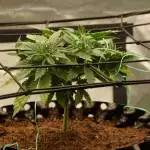 Jamaican Dream