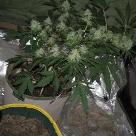 Pollinated Bubble Gum Indica