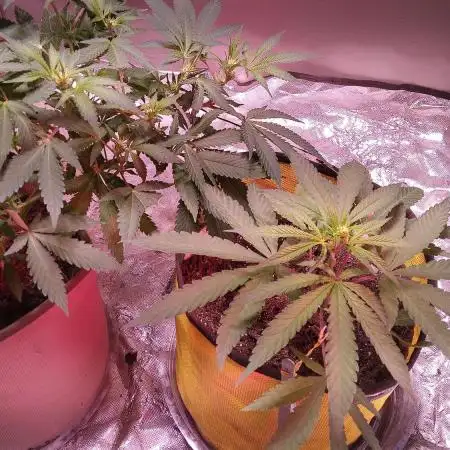 Bubble Gum Indica pollinated