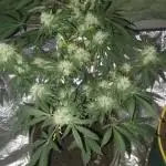 Pollinated Bubble Gum Indica