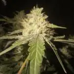 Pollinated Bubble Gum Indica