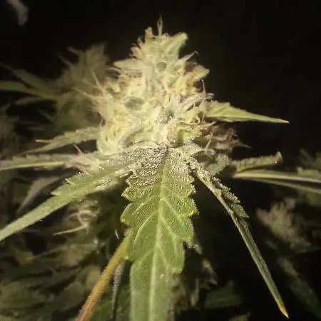 Pollinated Bubble Gum Indica