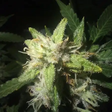 Pollinated Bubble Gum Indica