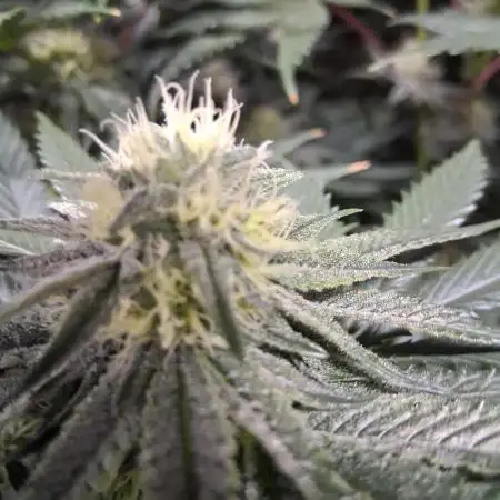 Purple Urkle