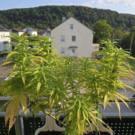 Tropicana cookies auto balkon