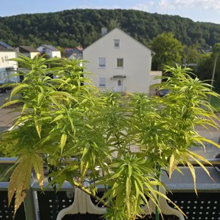 Tropicana cookies auto balkon