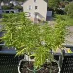 Tropicana cookies auto balkon
