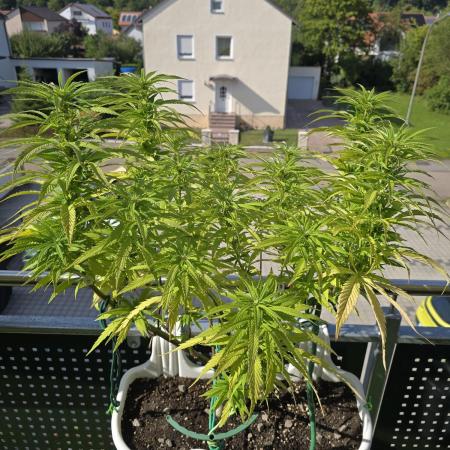 Tropicana cookies auto balkon
