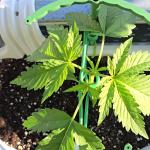 Tropicana cookies auto balkon