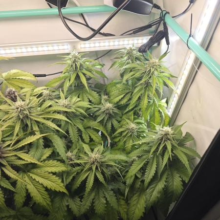 Frostbanger FastBuds