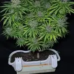 Tropicana cookies auto balkon