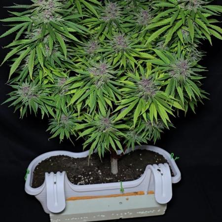 Tropicana cookies auto balkon