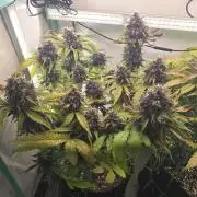 Purple haze FastBuds