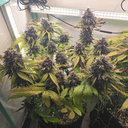 Purple haze FastBuds