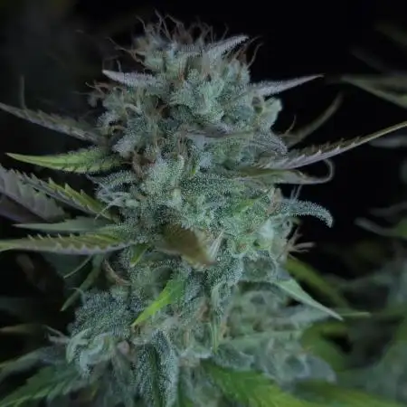 SweetSeeds-Cream caramel auto