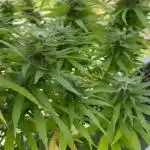 Tropicana cookies auto balkon