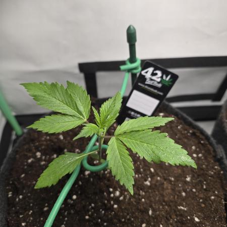Bananas-FastBuds