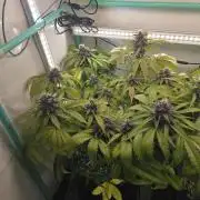 Purple haze FastBuds