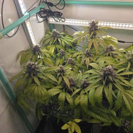 Purple haze FastBuds