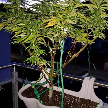Tropicana cookies auto balkon